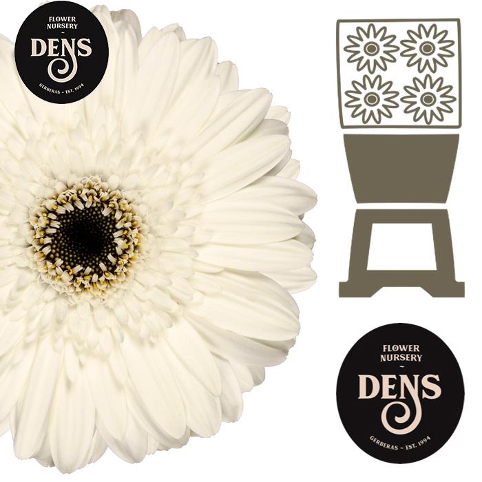 <h4>Gerbera White House Diamond</h4>