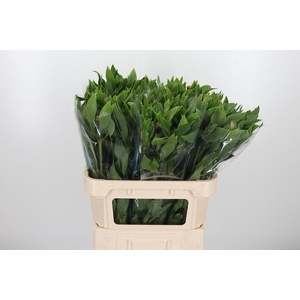 Alstroemeria Vixen 80 Gram