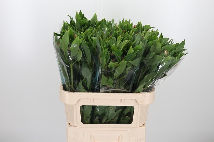 <h4>Alstroemeria Vixen 80 Gram</h4>