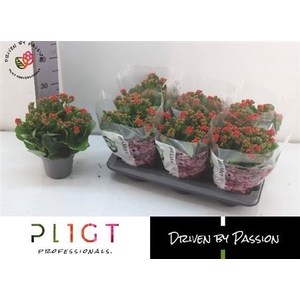 Kalanchoe double Rose Flowers Noelle