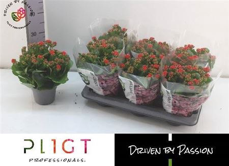 <h4>Kalanchoe double Rose Flowers Noelle</h4>