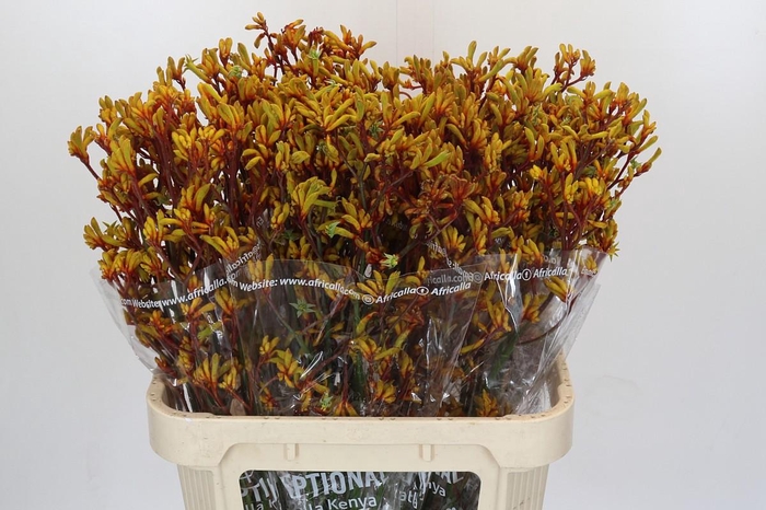 <h4>Anigozanthos Gold Fever</h4>