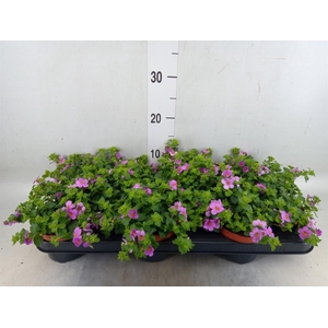 Sutera  'Big Pink Falls'