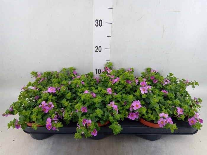 <h4>Sutera  'Big Pink Falls'</h4>