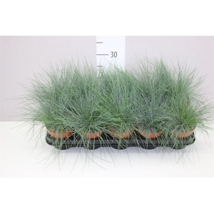 Festuca Glauca