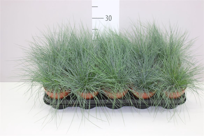 <h4>Festuca Glauca</h4>