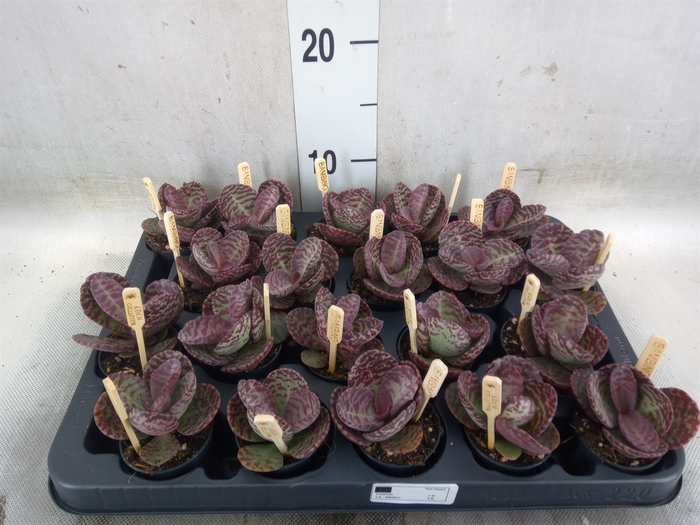 <h4>Kalanchoe humilis 'Surpris Desert'</h4>