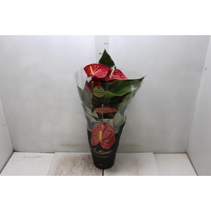 ANTHURIUM MICHIGAN P17 PREMIUM