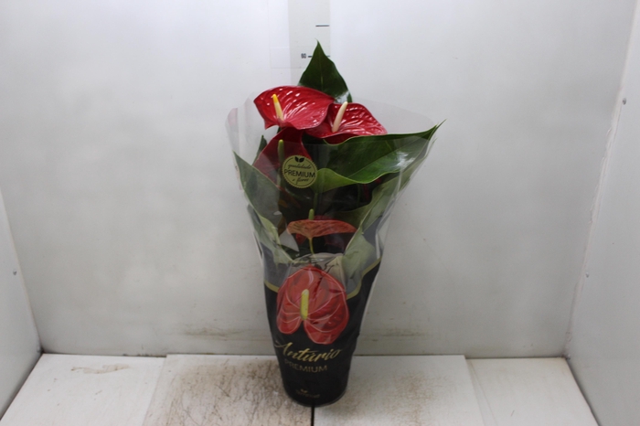 <h4>ANTHURIUM MICHIGAN P17 PREMIUM</h4>
