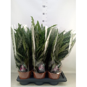 Calathea rufibarba 'Blue Grass'