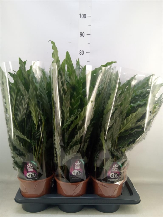 <h4>Calathea rufibarba 'Blue Grass'</h4>