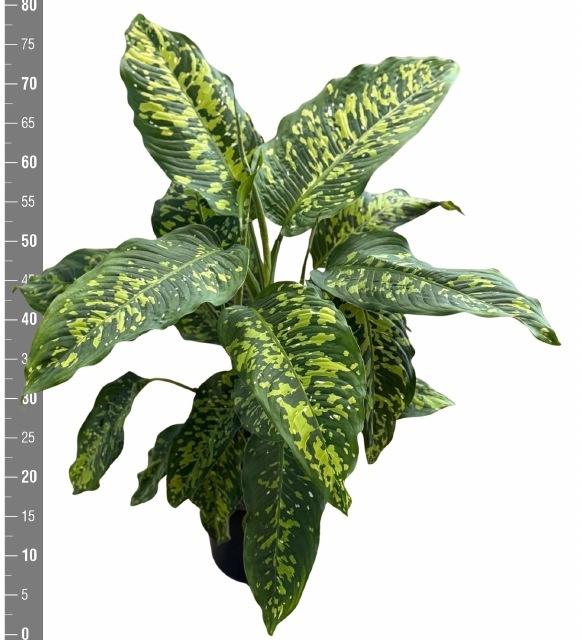 <h4>DIEFF OV SPOTTY</h4>