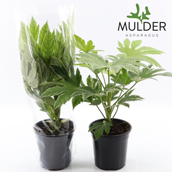 <h4>Fatsia spider web</h4>