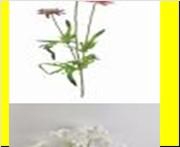 <h4>AF Scabiosa x3 L63cm Pink</h4>