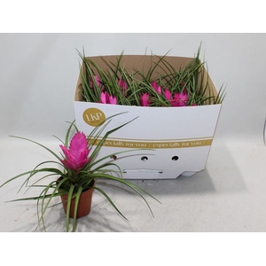 Tillandsia cyanea Jose 10,5Ø 25cm