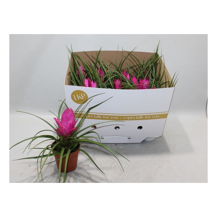 <h4>Tillandsia cyanea Jose 10,5Ø 25cm</h4>