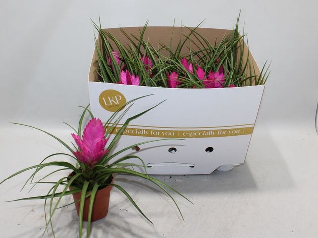 Tillandsia cyanea Jose 10,5Ø 25cm