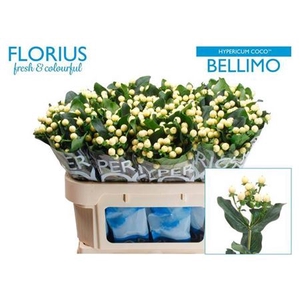 Hyp Coco Bellimo