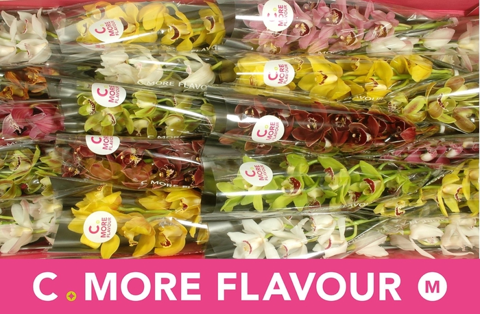 <h4>CYMB MI GEM</h4>