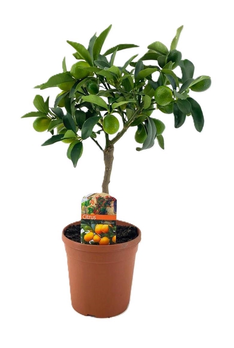 <h4>Citrus kumquat</h4>