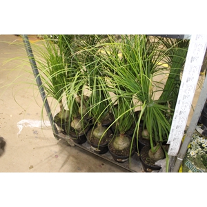 BEAUCARNEA P24