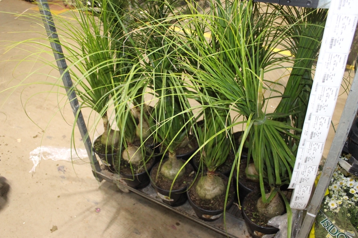 <h4>BEAUCARNEA P24</h4>