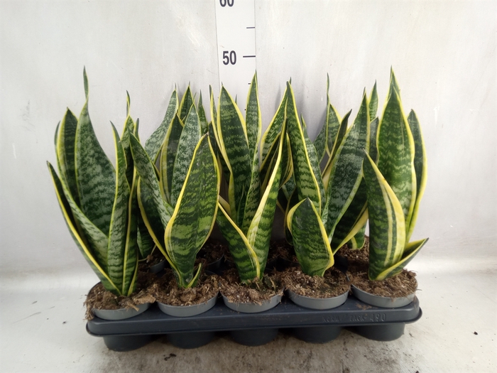 <h4>Sansevieria trifa. 'Futura Superba'</h4>