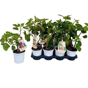 Ficus Carica