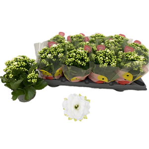 KAL GE ROS F MATILDE