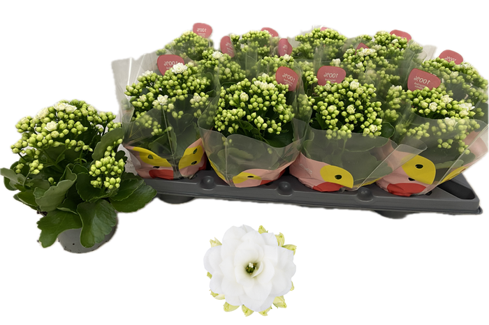 <h4>Kal Ge Ros F Matilde</h4>