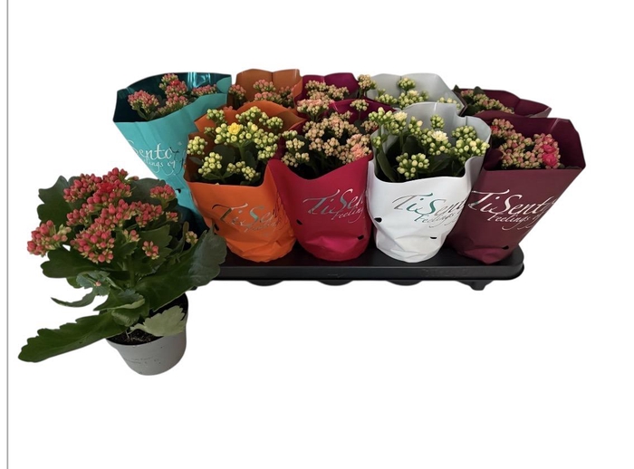 <h4>Kal Ge Gem 2 Kl</h4>