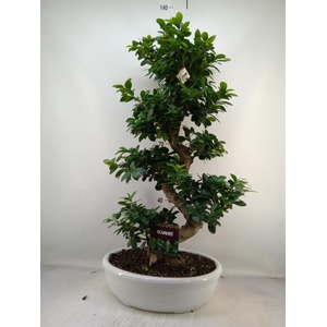 Ficus microcarpa 'Ginseng'