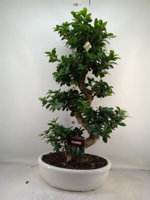 <h4>Ficus microcarpa 'Ginseng'</h4>