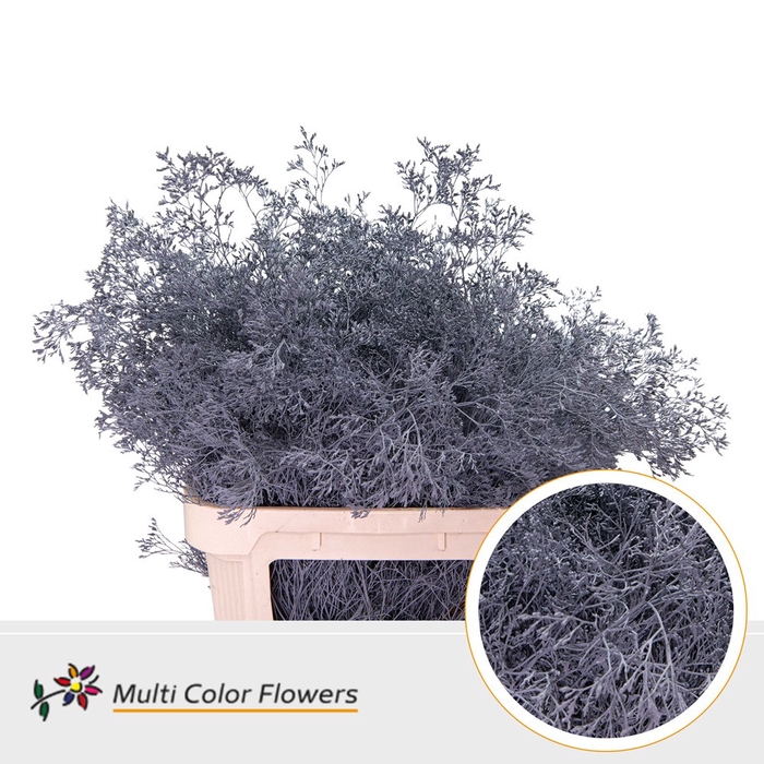 <h4>Limonium Beltlaard Grijs</h4>