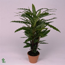 Calathea rufibarba 'Miroscha'