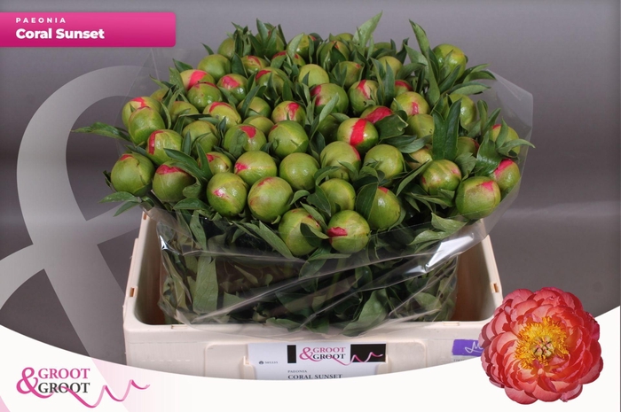 <h4>Paeonia Coral Sunset</h4>