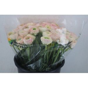 Ran Cloni Ex Touareg Pastel