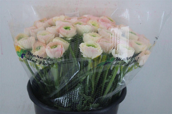 <h4>Ran Cloni Ex Touareg Pastel</h4>