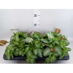 Episcia cupreata 'Minty Imp'