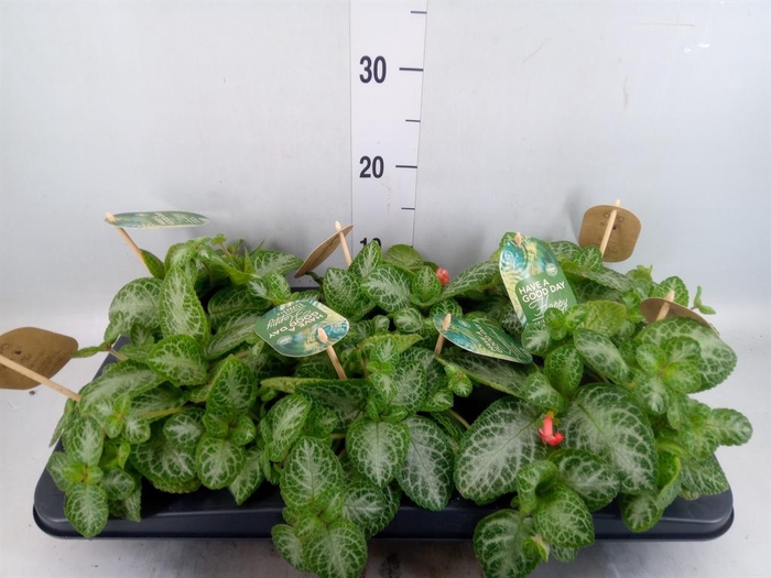 <h4>Episcia cupreata 'Minty Imp'</h4>
