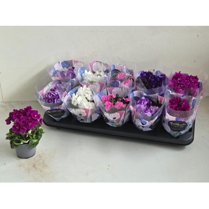 SAINTP IN ROCOCO GEM