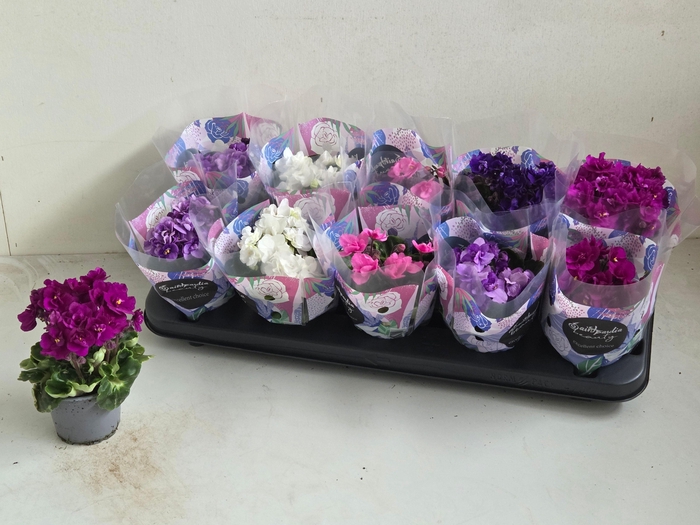 <h4>SAINTP IN ROCOCO GEM</h4>