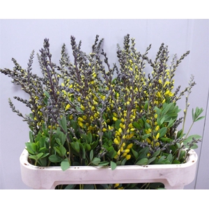 Baptisia Yellow 80cm P Stem