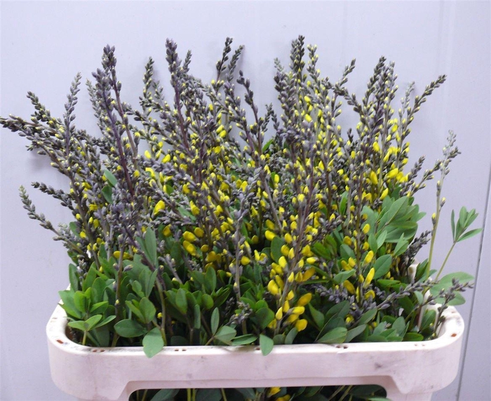 <h4>Baptisia Yellow 80cm P Stem</h4>