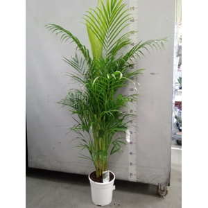 Dypsis lutescens   ...Chrysalidoca