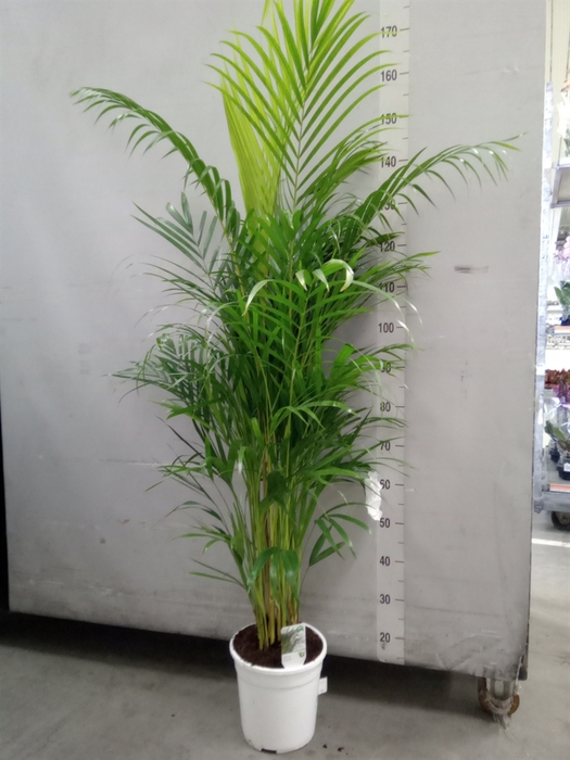 <h4>Dypsis lutescens   ...Chrysalidoca</h4>