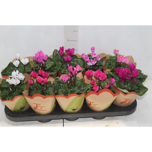 CYCLAMEN MINI P11