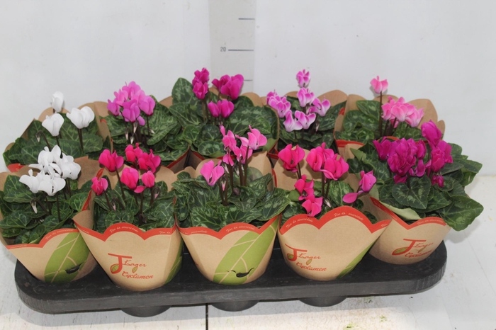 <h4>CYCLAMEN MINI P11</h4>