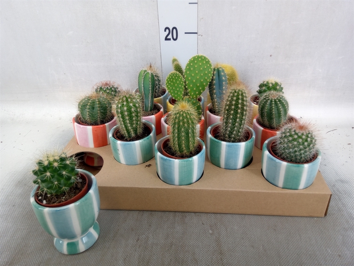 <h4>Cactus   ...</h4>