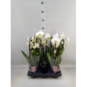 Phalaenopsis  'Elegant Cascade'